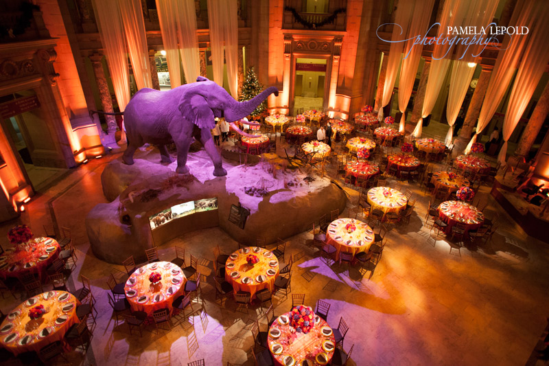 American Museum of Natural History Event